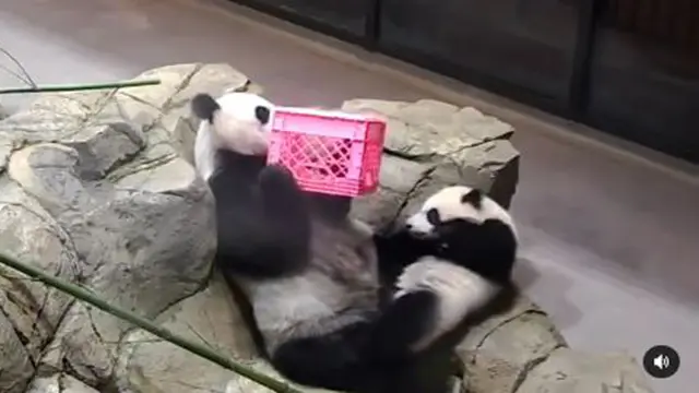 Panda Kebun Binatang Nasional di AS