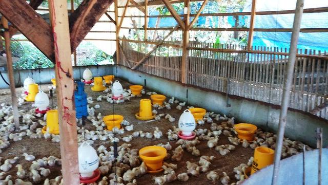 Herbal Dan Vaksin Rahasia Peternak Agar Ayam Tetap Sehat Health