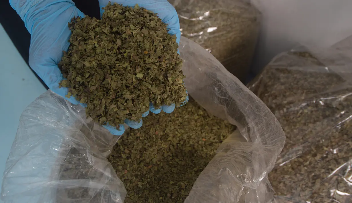 Peneliti menunjukkan daun rhino ketepeng yang dicacah untuk riset daun rhino ketepeng dan daun benalu sebagai obat herbal COVID-19 di Pusat Penelitian Kimia LIPI, Serpong, 6 Mei 2020. Peneliti LIPI mengembangkan penelitian dua tanaman herbal sebagai obat herbal pasien COVID-19. (Xinhua/Veri Sanovri)