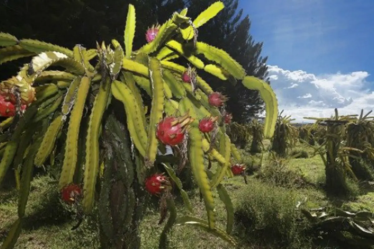 Ketekunan Petani Buah Naga Jayawijaya