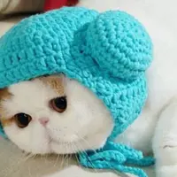 Gaya mereka lebih menggemaskan dari kamu membuat para hewan ini disukai orang sejagat dan follower Instagramnya gak main-main banyaknya.