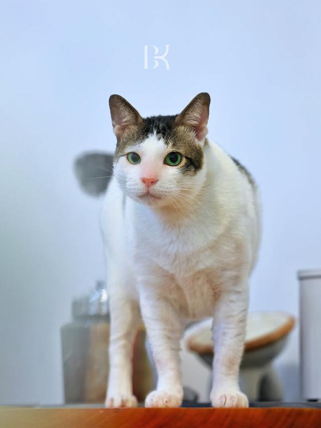 Rumah Bobby Kertanegara Kucing Prabowo