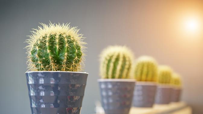 Kaktus (sumber: iStockphoto)