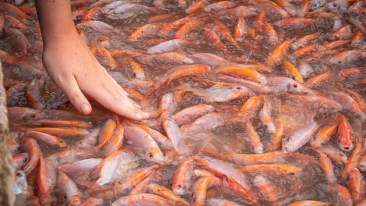 Rahasia Ternak Ikan Nila untuk Bisnis Menguntungkan, Hemat Pakan Cuan Datang