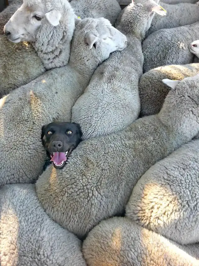 Sheepish Smile by Charlie Mackinnon, 2014