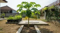 10 Tanaman yang Cocok Ditanam di Atas Septic Tank Tanpa Merusak Struktur