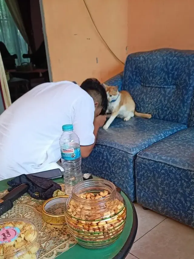 6 Momen Kompak Kucing dan Majikan Saling Minta Maaf Ini Bikin Senyum