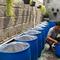 Cara ternak ikan mujair di drum 120 liter. [Foto: Gemini]
