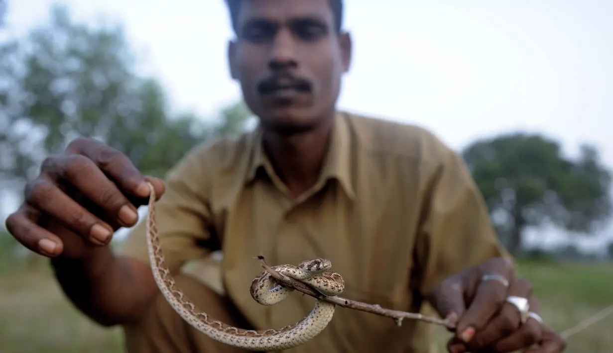 Seorang pemburu ular, Kali menunjukkan seekor kobra tangkapannya di pusat ekstraksi bisa ular Irula, Chennai, India, (11/11). Berbekal sabit kecil, linggis, dan tas kanvas, Kali dan rekannya Vedan setiap hari memburu kobra. (AFP Photo/Arun Sankar)