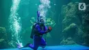Penyelam dengan kostum kelici saat tampil dalam pertunjukan Rabbit Underwater Show In Mission Save The Ocean di Sea World Ancol Jakarta, Selasa (30/3/2021). Atraksi edukasi ini menceritakan bagaimana polusi sampah laut yang dapat mengganggu ekosistem di lautan. (Liputan6.com/Faizal Fanani)