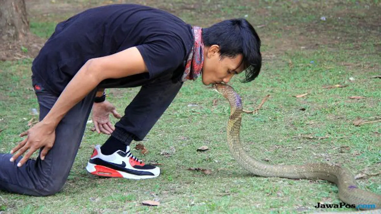 King cobra