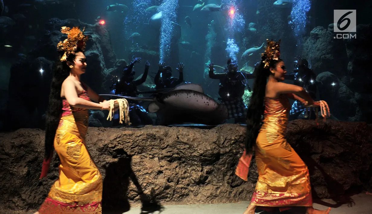 Penari memeriahkan atraksi barongan dalam air di akuarium utama Sea World Ancol, Jakarta, Senin (4/3). Pertunjukan bertajuk "Barongan, an Epic Underwater Show" itu untuk menghibur pengunjung pada libur Nyepi dan akhir pekan. (merdeka.com/Iqbal Nugroho)