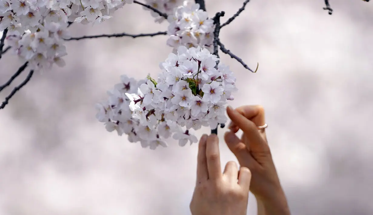 Pengunjung mencoba untuk mengambil foto bunga sakura di Seoul, Korea Selatan, 10 April 2022. (AP Photo/Lee Jin-man)