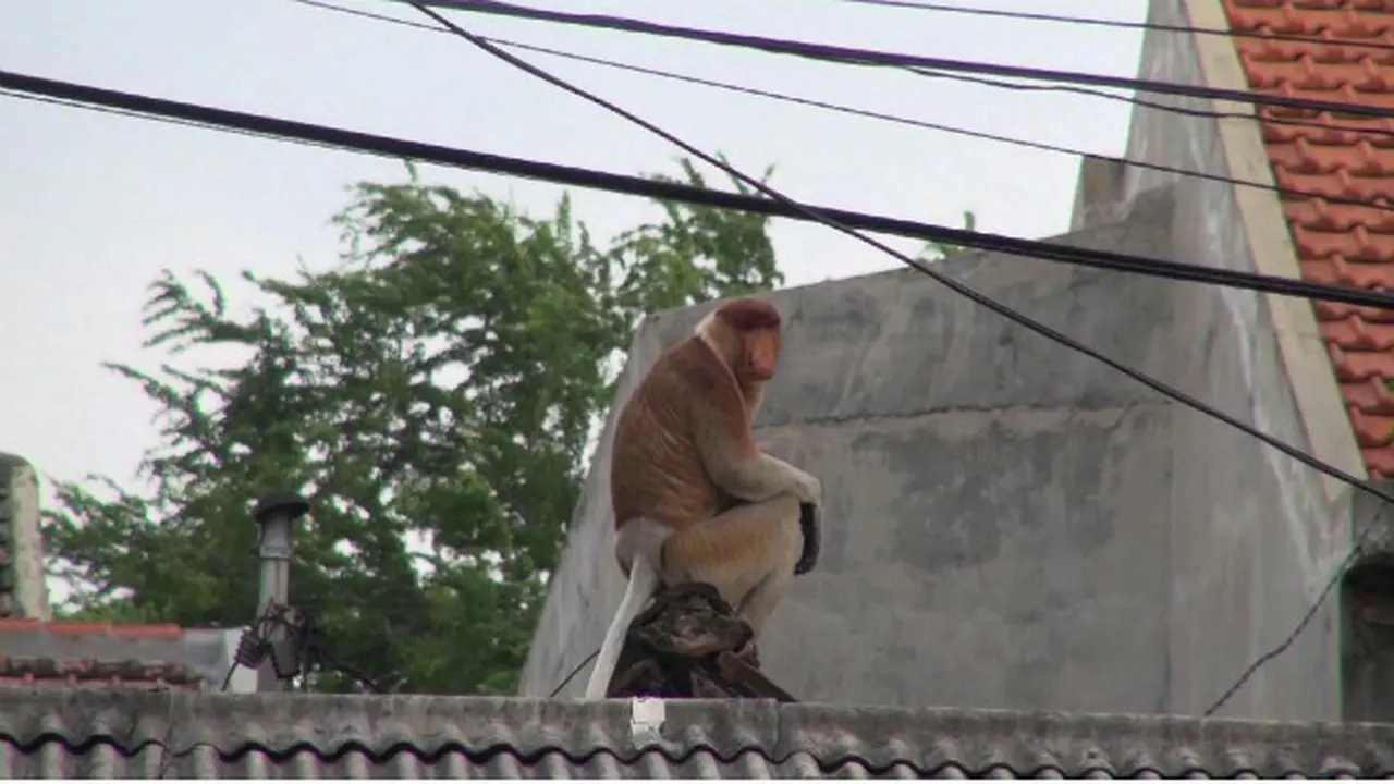 Bekantan Kebun Binatang Surabaya Kabur
