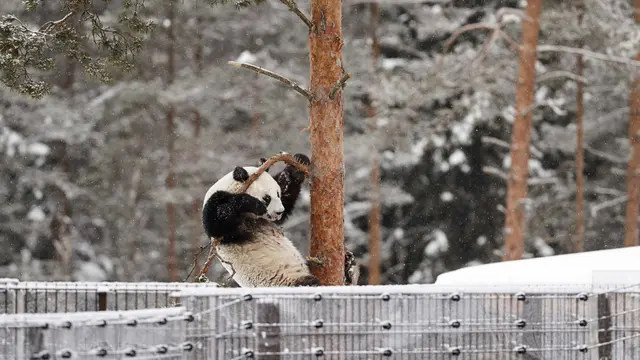 Panda Lumi