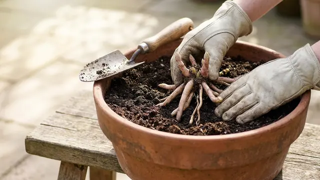 cara menanam asparagus di pot