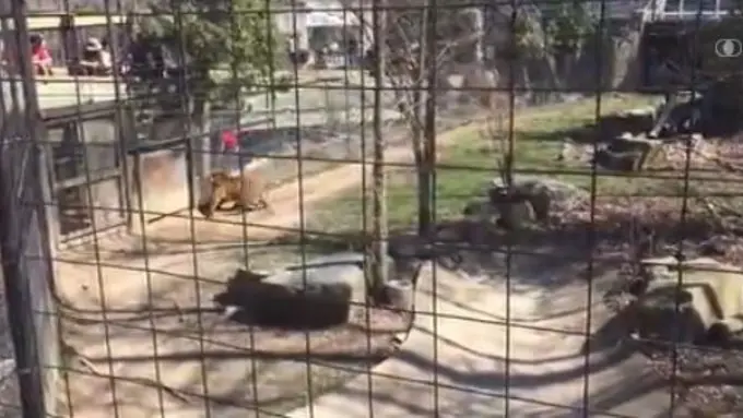 Demi Sebuah Topi, Perempuan Ini Masuk Kandang Macan