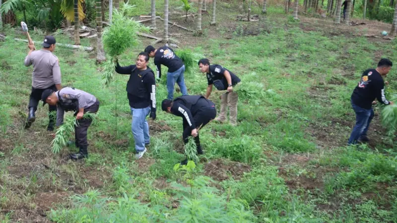 Pemusnahan Ladang Ganja Di Aceh. (Dokumentasi Polda Banten).