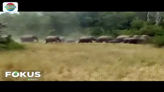 Konflik antara manusia dan kawanan gajah di Kabupaten Bener Meriah, Aceh, terus terjadi. Gajah tersebut masuk area permukiman warga diduga karena kehilangan habitat.