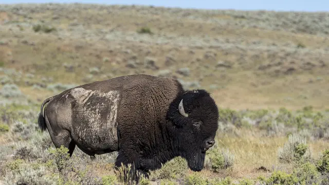 American Prairie Reserve