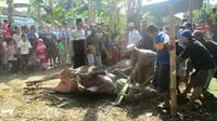 Tradisi Bantai Kerbau Sambut Ramadan di Merangin Jambi