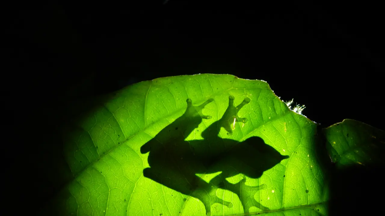 Katak Pinokio