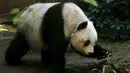  Panda bernama Jia Jia sedang beraksi di Hong Kong Ocean Park, China, Selasa, (28/7/2015). Hewan asli China ini merupakan hewan yang sangat dilindungi karena keberadaanya yang semakin sedikit. (REUTERS/Bobby Yip)