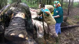 Dokter hewan melakukan pembedahan atau nekropsi pada gajah Sumatera yang ditemukan mati mengenaskan tanpa kepala dan gading di sebuah hutan di Bengkalis, Riau (20/11/2019). (Indonesian Natural Resourches Co/AFP)