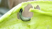 Ulat Grayak Jagung (Fall Armyworm) asli Amerika sedang menghantui ladang jagung Indonesia sejak Maret 2019. (Dok FAO Indonesia)