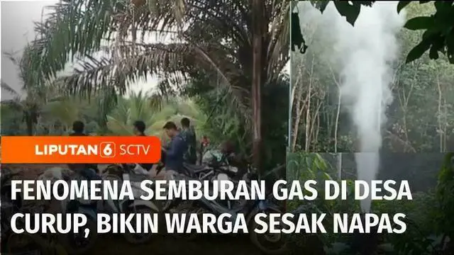 Fenomena alam semburan gas tiba-tiba muncul di tengah lahan hutan di Desa Curup, Kabupaten PALI, Sumatra Selatan. Semburan gas yang diduga dari sumur Pertamina mengeluarkan suara bising dan bau menyengat, menyebabkan warga setempat sesak napas.