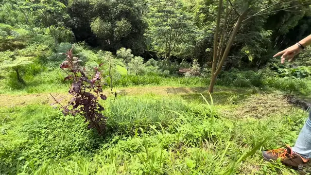 Angelina Ci di Rumah Hutan