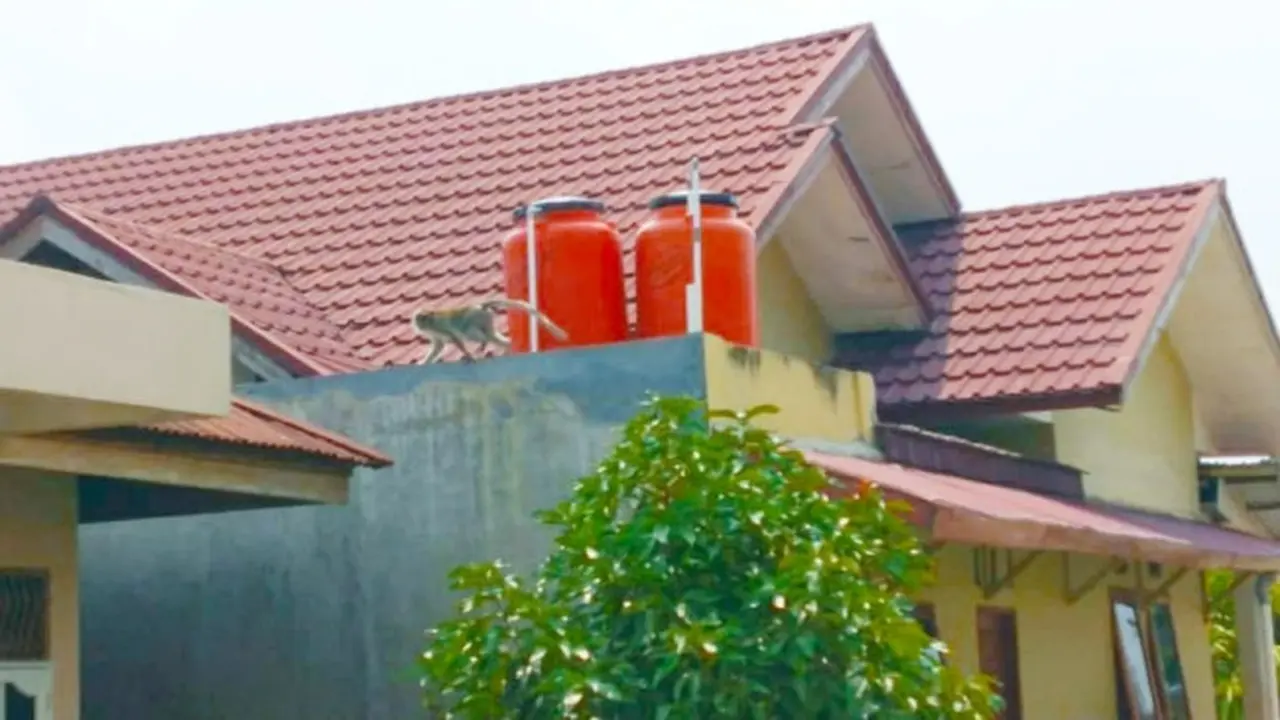 Seekor monyet memanjat atap salah satu rumah warga di Kota Pekanbaru.