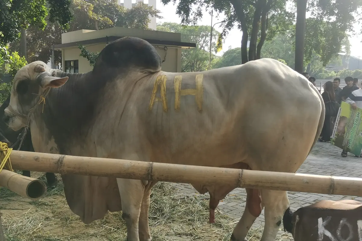 Menteri Koordinator Bidang Perekonomian Airlangga Hartarto berkurban satu ekor sapi seberat 1,2 ton pada hari raya Idul Adha 1444 Hijriah atau 2023.