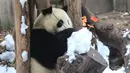 Gambar pada 25 Desember 2019  memperlihatkan panda bermain dengan salju yang dibuat oleh anggota staf di dalam kandang mereka di Giant Panda Breeding di Chengdu, China. Tempat ini merupakan rumah para panda yang dikembangbiakkan. (Photo by STR / AFP)