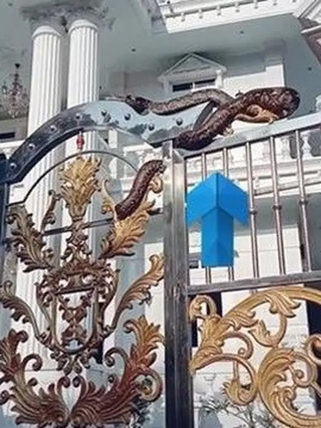 6 Potret Ular Ada di Pagar Rumah Ini Bikin Syok, Dikira Patung