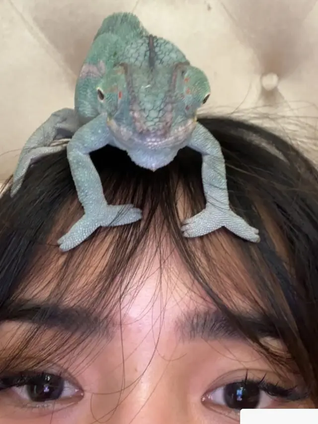 6 Potret Kenangan Fuji Bareng Iguana Kesayangan, Jadi Teman Sehari-hari di Rumah