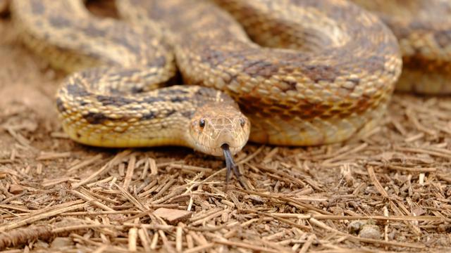 Mengerikan, Ditemukan Seekor Ular yang Bermata Tiga Buat Heboh Netizen