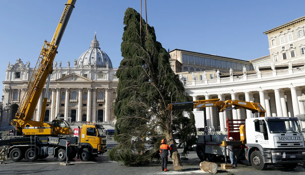 Sejumlah pekerja mendirikan pohon Natal di Lapangan Santo Petrus, Vatikan, Kamis (19/11/2015). Pohon natal setinggi 25 meter tersebut disumbang dari wilayah Bavaria di Jerman. (Reuters/ Stefano Rellandini)