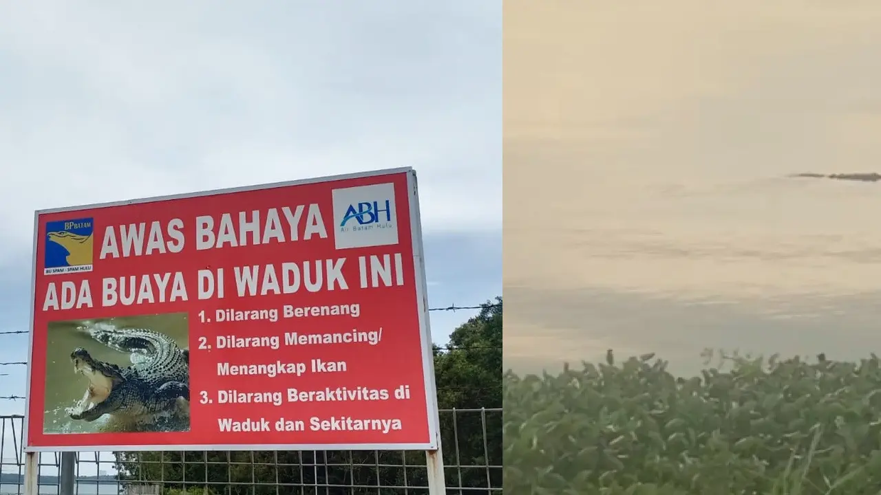 Buaya di Batam