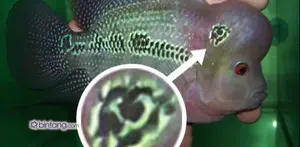 Dalam laman Facebook Agan Harahap disebutkan seekor Louhan bercorak palu arit diamankan polisi. Benarkah? Ternyata, Setelah ditelusuri corak palu arit tersebut merupakan editan Agan Harahap, Namun terlihat seperti asli ya.