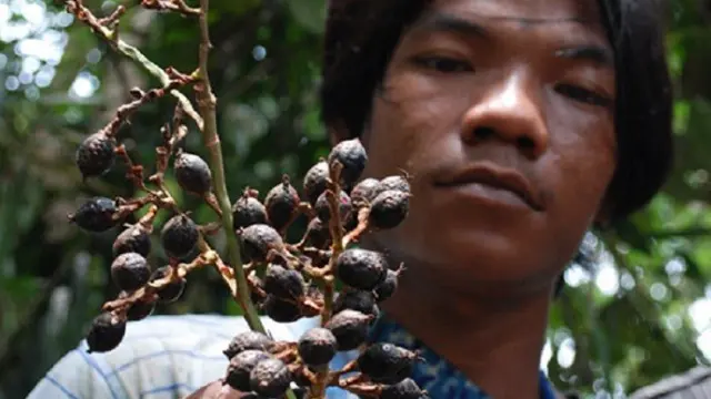 Menjaga Jernang, Buah Mahal Penentu Hidup Mati Orang Rimba Jambi