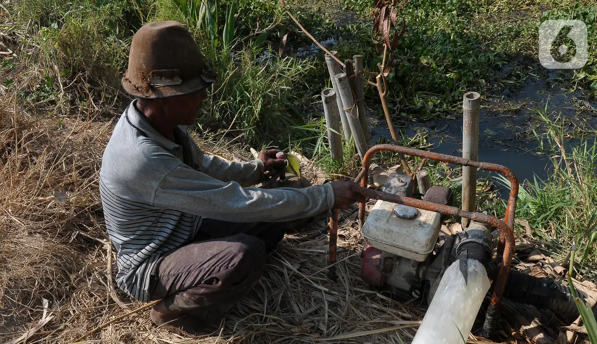Nasim (67), petani sedang mengairi sawahnya yang dilanda kekeringan di Babelan, Bekasi, Jawa Barat, Selasa (5/9/2023). Nasim memodifikasi mesin pompa air berbahan bakar Pertalite menggunakan bahan bakar gas. (merdeka.com/Imam Buhori)