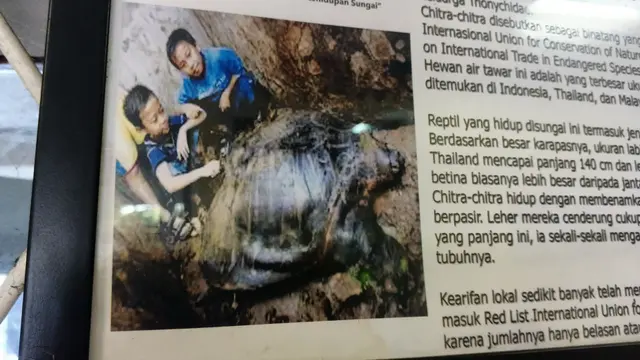 Penemuan Senggawangan atau bulus purba (Chitra chitra javanensis) yang memiliki ukuran 140 cm panjang, 90 cm lebar, dan berat 140 kg.