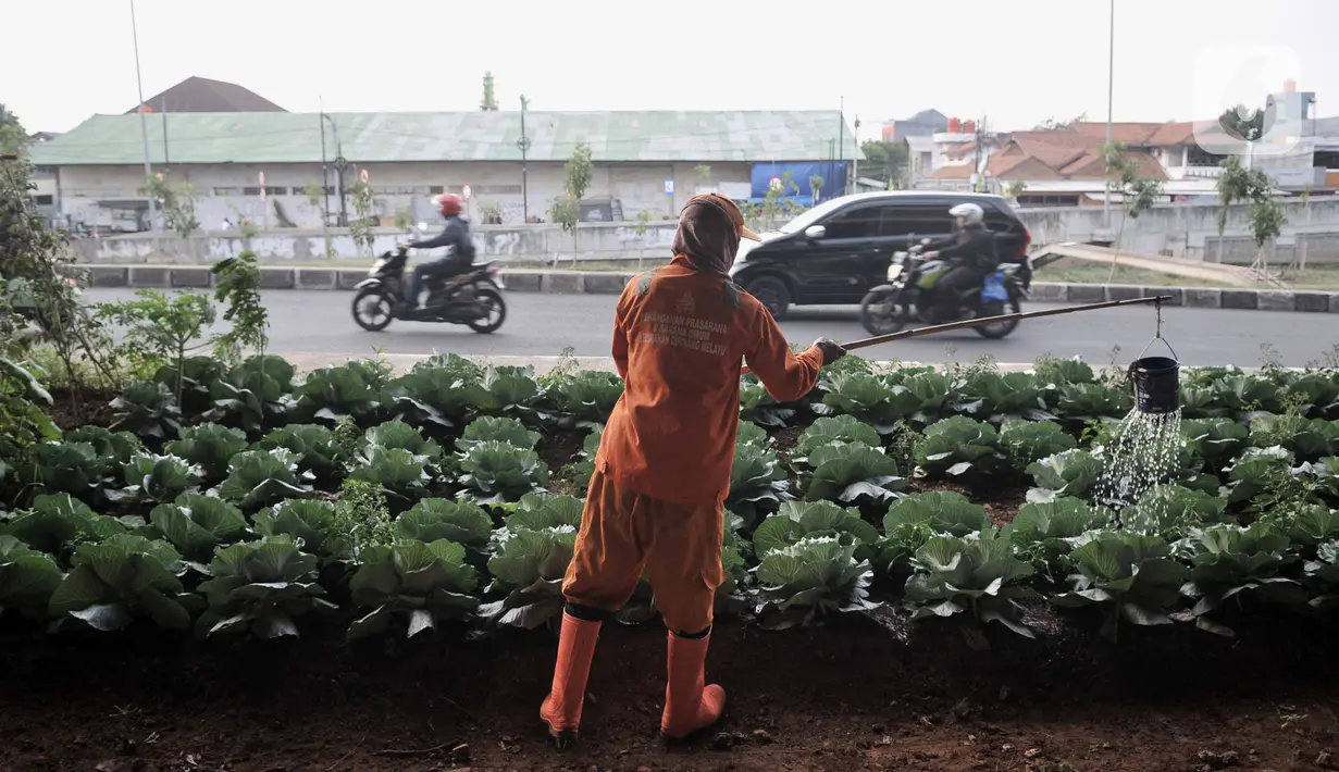 Harun (50) saat merawat kebun sayur di pinggir Jalan Tol Becakayu, Jakarta, Kamis (18/6/2020). Selepas aktivitas, Harun rutin melakukan perawatan kebun yang hasil panennya biasa dikonsumsi sendiri atau dibeli warga setempat dengan harga seikhlasnya. (merdeka.com/Iqbal S. Nugroho)