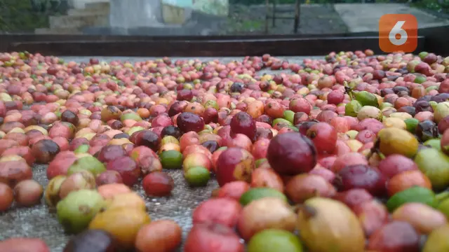 Biji kopi hasil petik merah, dijemur untuk nantinya difermentasi menjadi kopi wine (Hermawan Arifianto/Liputan6.com)