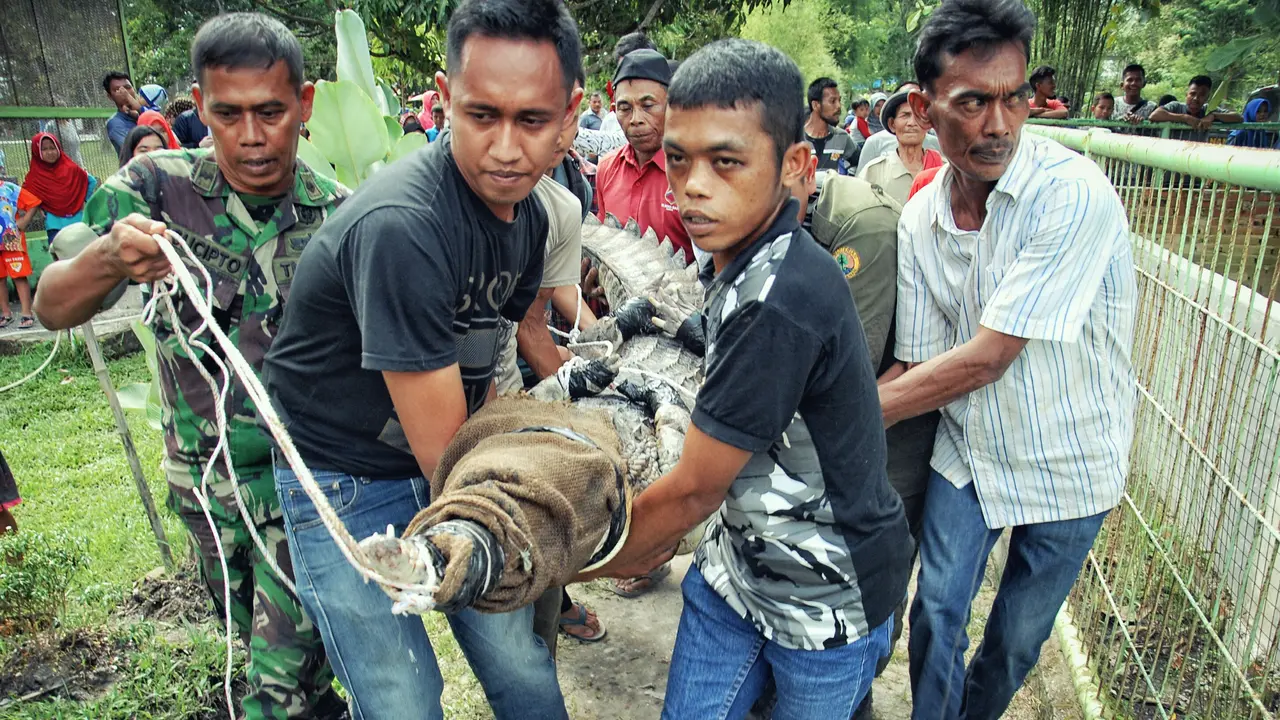 Rumah Baru Buaya yang Jadi Bonus Rumah Warga