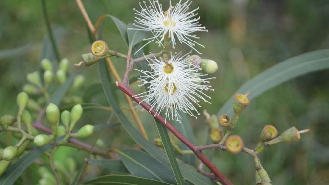 Eucalyptus. (Dok Kementan)