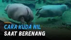 Momen menggemaskan seekor kuda nil saat berenang di sebuah akuarium.