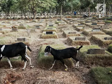 Sejumlah kambing mencari makan di antara makam yang berada di TPU Pondok Rangon, Jakarta, Sabtu (10/8/2019). Kambing tersebut sengaja digembalakan di area kuburan oleh pemiliknya lantaran kurangnya lahan hijau di daerah perkotaan. (Liputan6.com/Faizal Fanani)