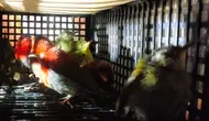 Koper WN Sri Lanka Dibuka, 101 Burung Ditemukan